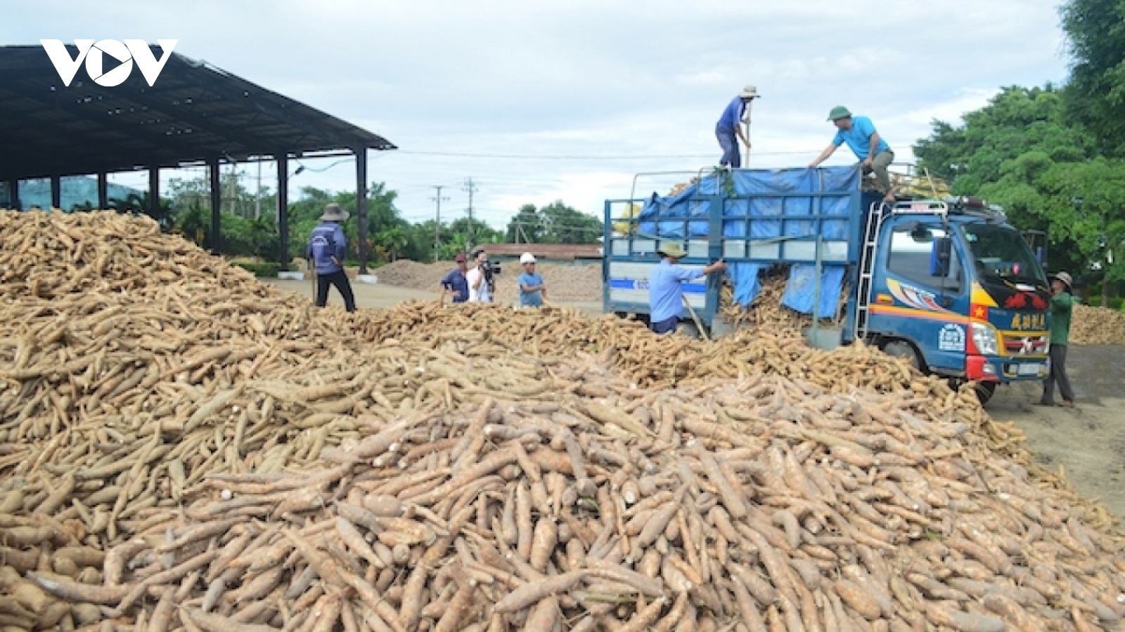 China remains largest export market for Vietnamese cassava